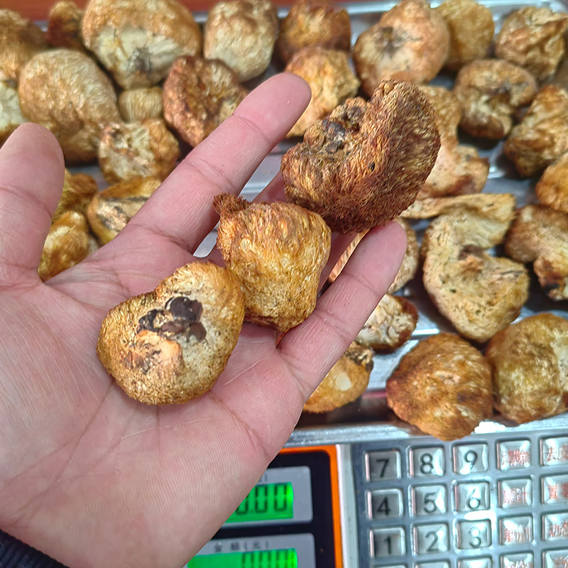 野生猴头菇250g新货东北野生蘑菇长白山猴头菌小个煲汤打粉