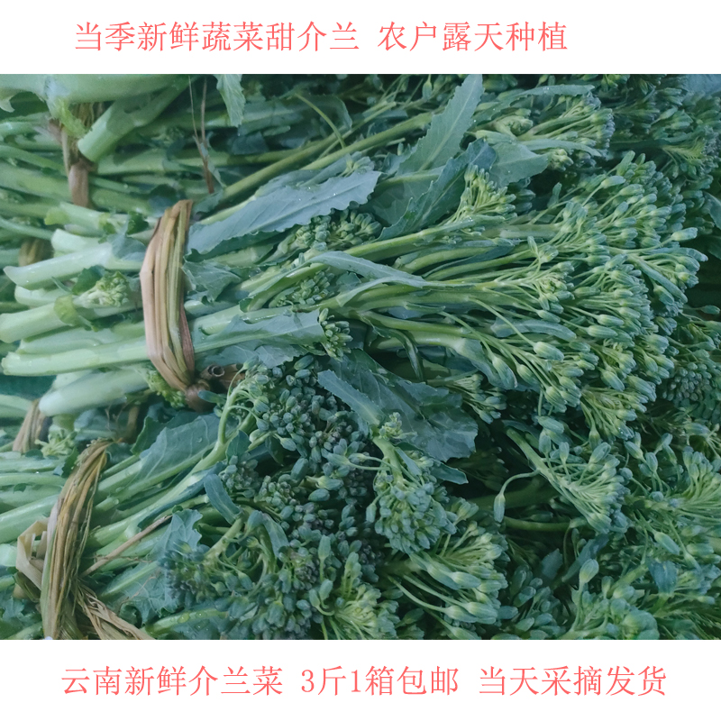 芥蓝菜云南新鲜蔬菜甜介兰云南农户露天种植食用农产品产地直发