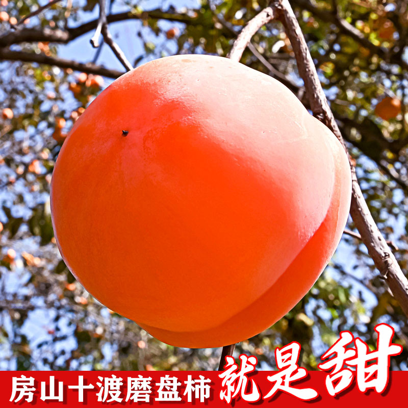 北京房山磨盘柿子大柿子现摘新鲜东北大冻柿子整箱河北软柿子10斤