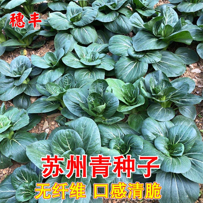 苏州青蔬菜种孑油菜籽抗热耐寒上海青种子小白菜农家四季蔬菜种子