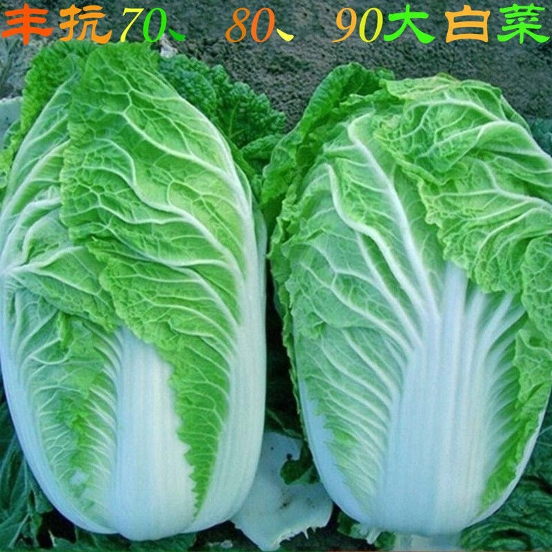 丰抗90白菜种子白菜籽蔬菜山东白菜种孑冬季耐寒四季秋大白菜种籽