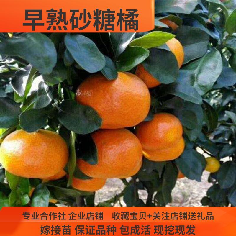 湖南果树苗早熟砂糖橘树苗柑橘新品种沙糖桔树苗10月成熟