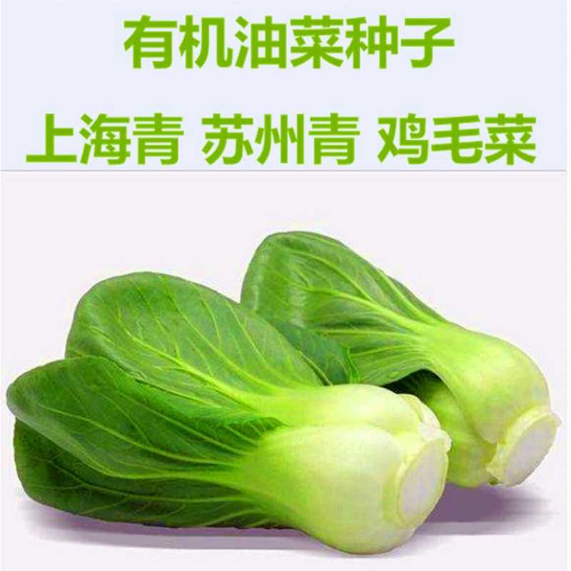 油菜种籽矮脚苏州青青菜种子青梗菜上海青小白菜鸡毛菜种包邮高产