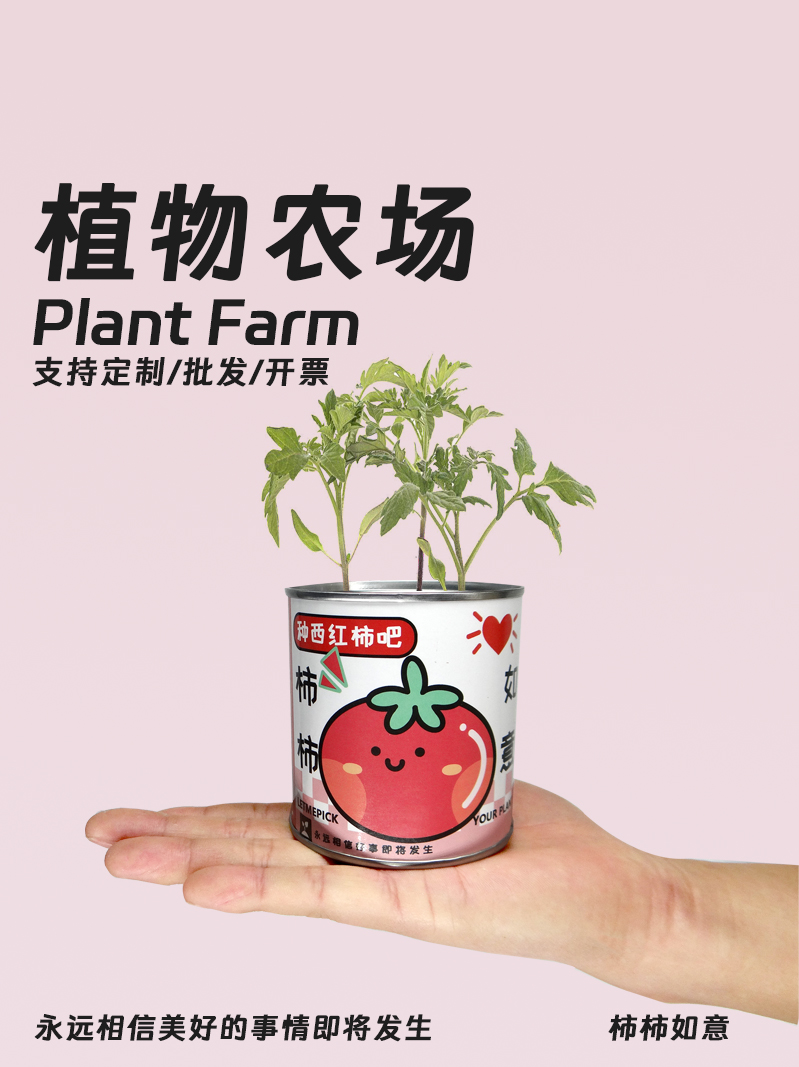 植物罐头植物含羞草向日葵番茄种子室内绿盆栽创意企业学校礼物品