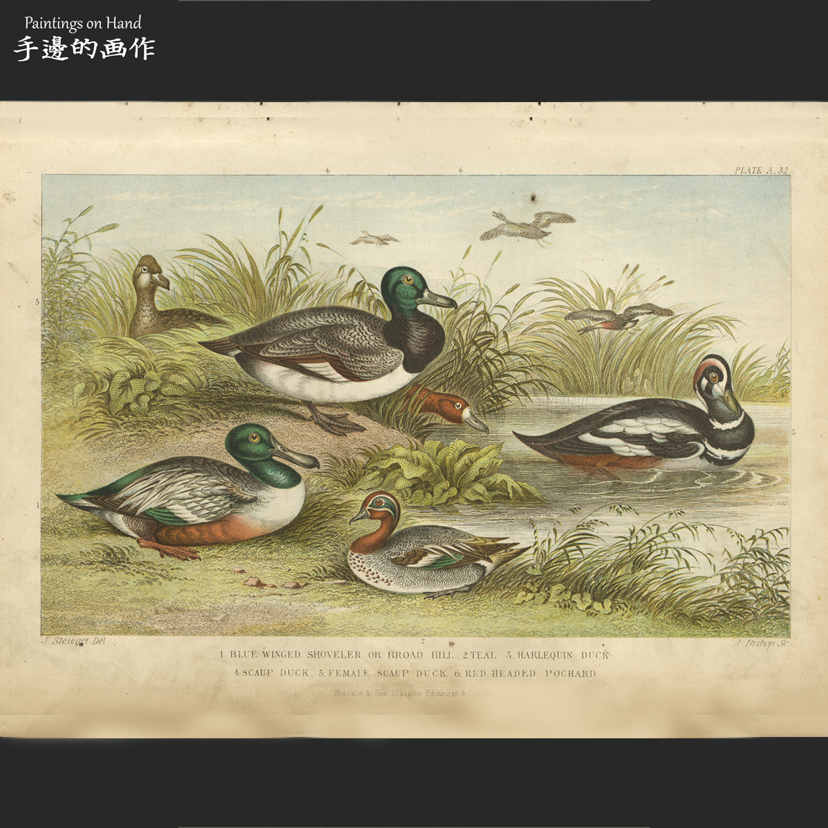 英国1876年古董雕版钢版+套色版画博物复古/地球自然史/动物 鸭类
