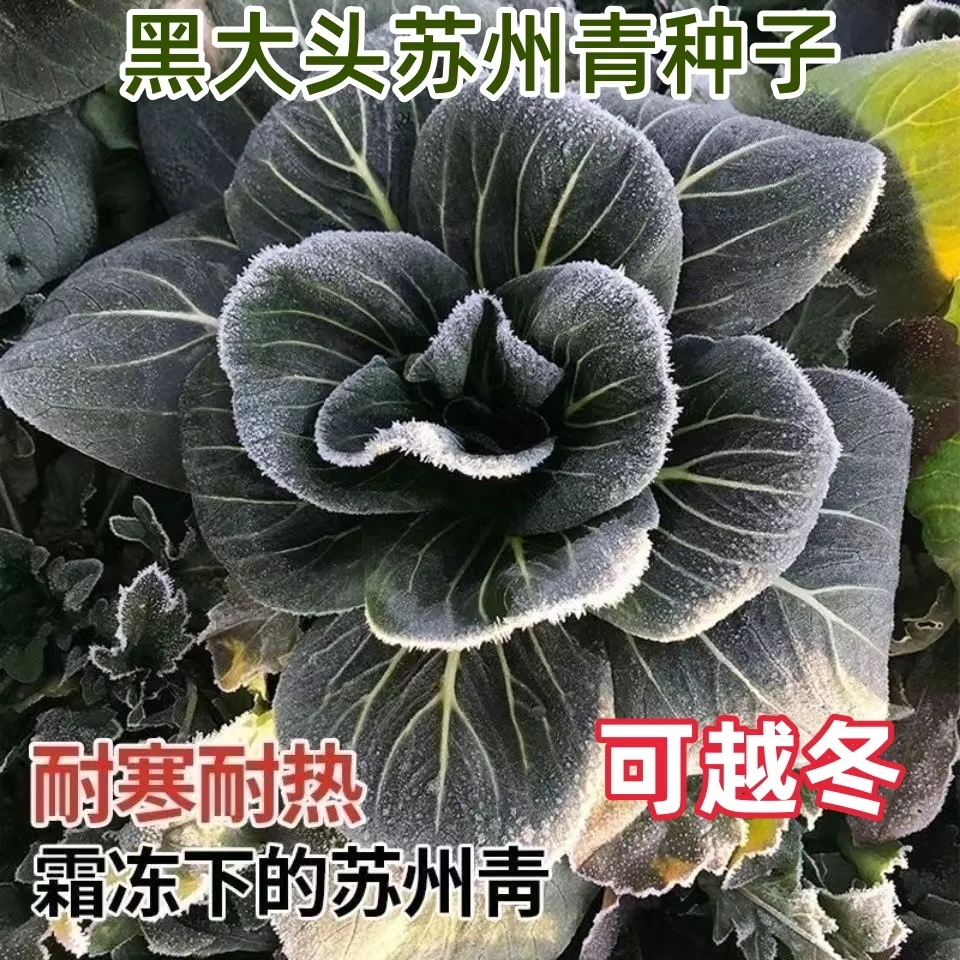 黑大头菜籽青菜种子原装大叶黑叶油亮矮脚苏州青上海青菜蔬菜种籽
