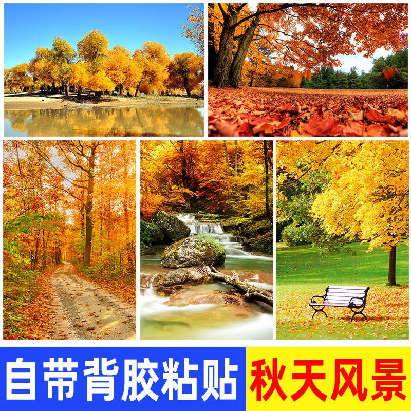 秋天风景海报装饰画红叶森林树木落叶图片自然山水客厅墙贴壁画