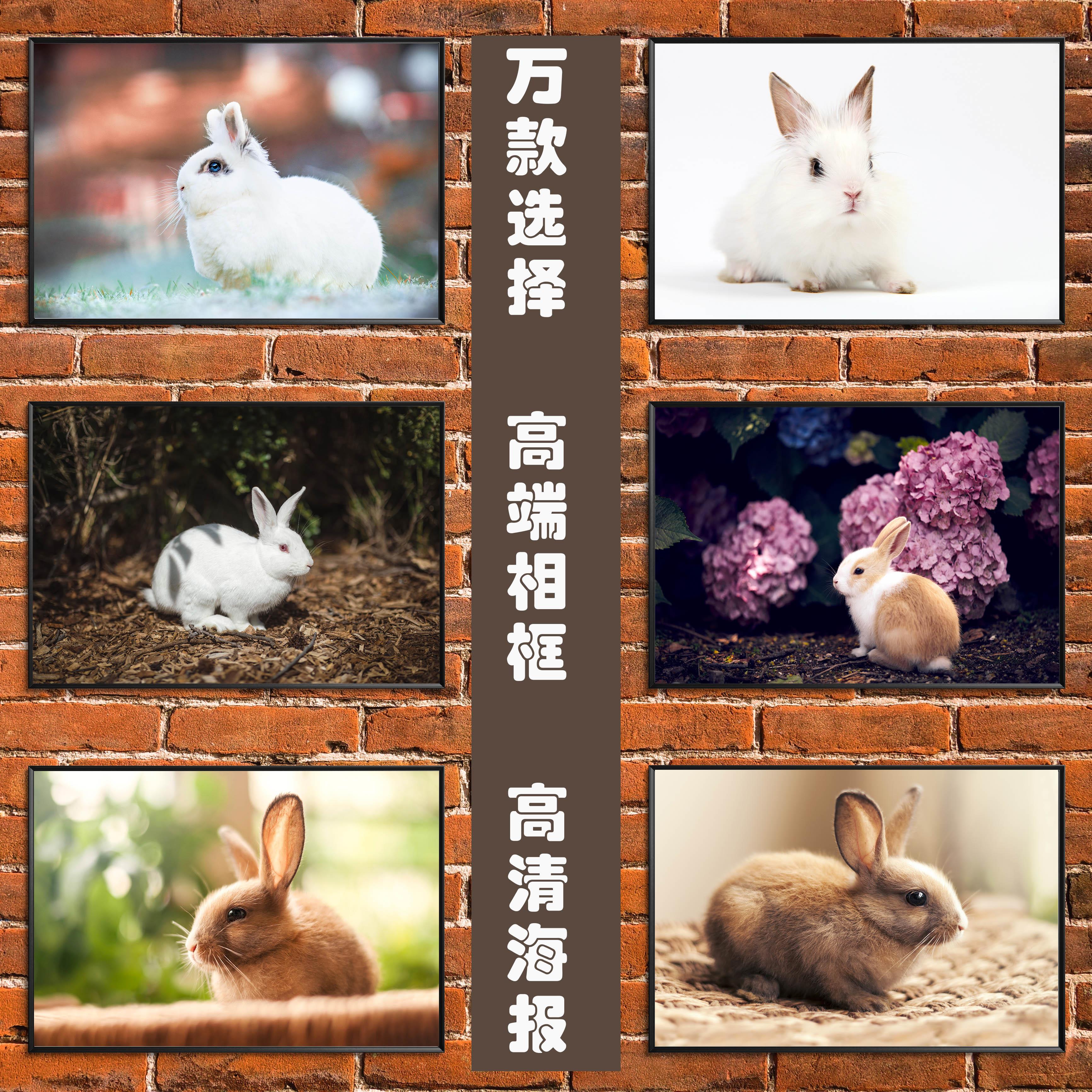 可爱兔子海报动物生肖早教图片小白兔小灰兔儿童房装饰贴墙画海报
