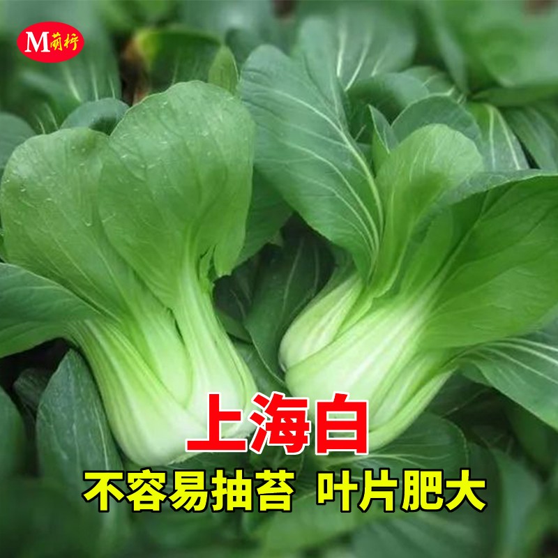 上海白种子青菜油菜瓢儿白汤匙小白菜种籽春秋季四季田园蔬菜种孑