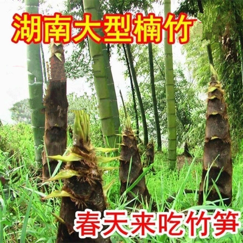 大型毛竹种子 青竹苗籽 楠竹刚竹种子 四季竹子 雷竹食用竹笋种子