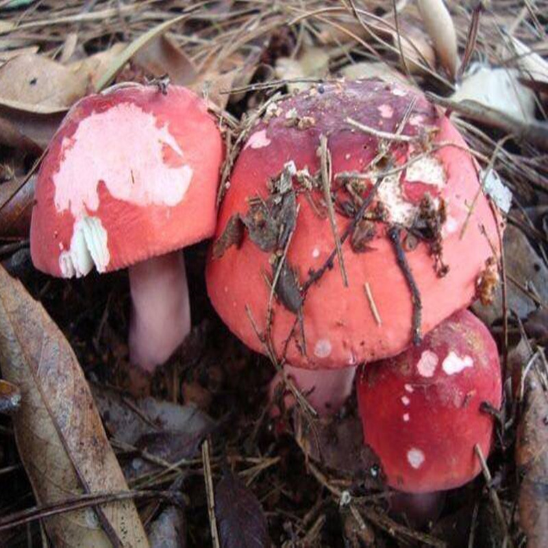 广西天然野生红菇菌孕妇月子红蘑菇小骨朵现货红椎菌松茸500g包邮