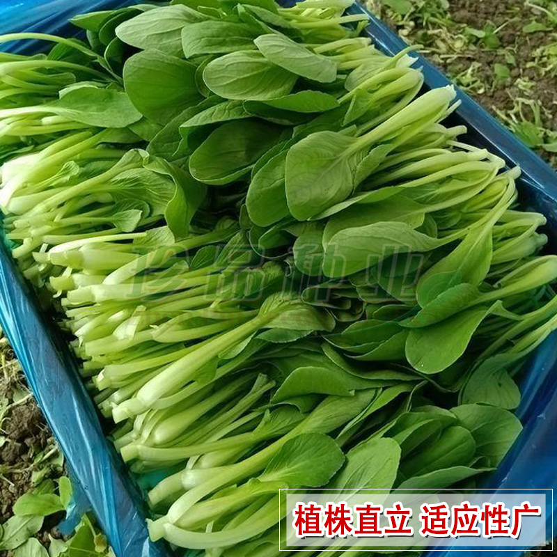 鸡毛菜种子上海青蔬菜种籽大全四季阳台盆栽速生原野一号青菜种孑