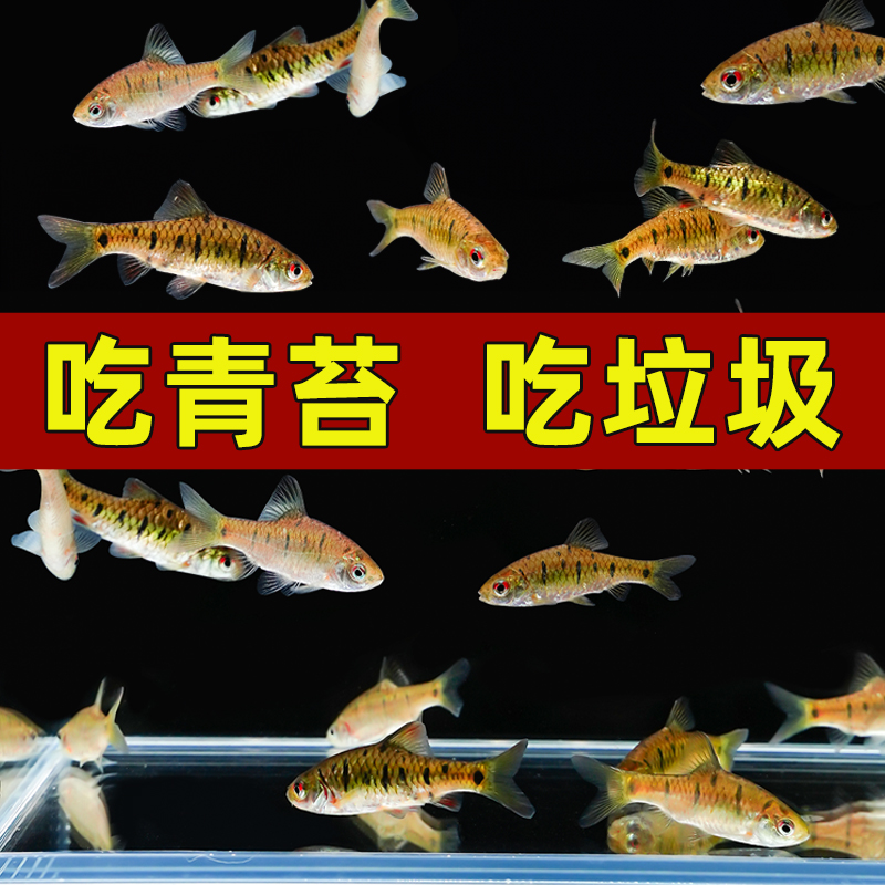 中国斗鱼伴侣条纹小鲃活体吃青苔耐寒冷水原生鱼溪流鱼群游观赏鱼