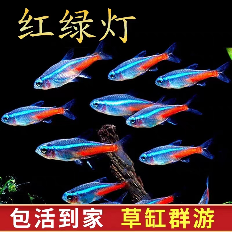 红绿灯鱼小型热带灯科鱼活体草缸群游鱼观赏鱼宝莲灯斑马鱼孔雀鱼