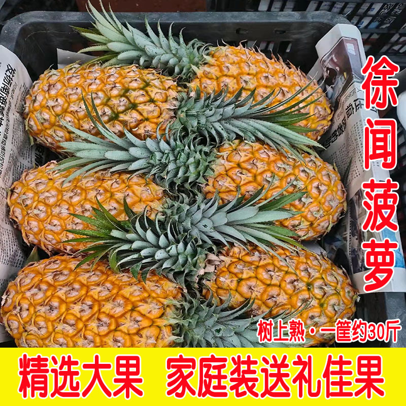 广东徐闻菠萝送礼品装整箱约30斤精品大菠萝糖心香甜无渣