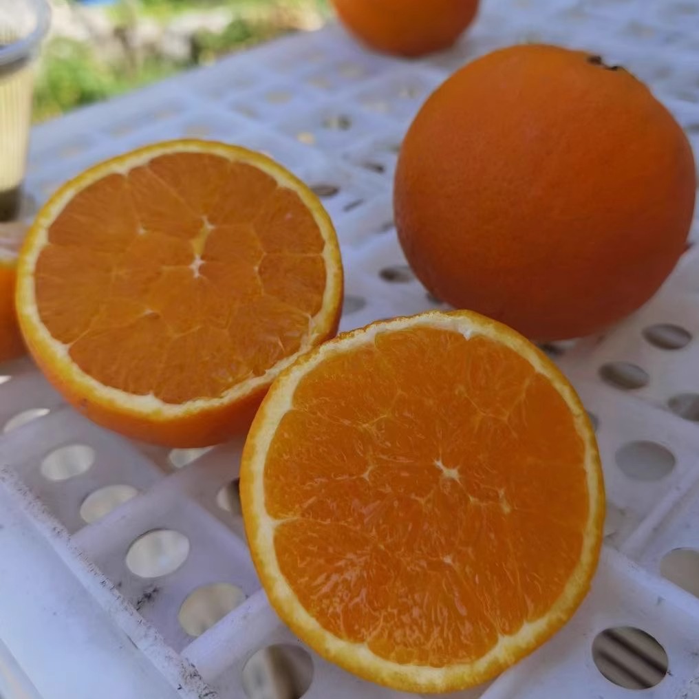 秭归脐橙伦晚新鲜现摘自家果园甜10斤大果产地直发孕妇儿童老人果