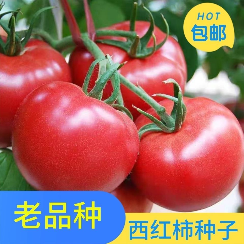 老品种西红柿种子高产非转基因阳台盆栽果蔬庭院种植大番茄籽包邮