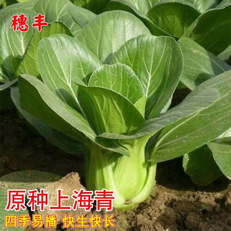原种上海青种子蔬菜种籽鸡毛菜青菜小白菜四季易种农家菜园蔬菜子