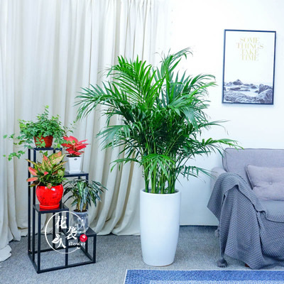 武汉盆栽富贵椰子客厅绿植办公室室内大型盆栽吸甲醛常青绿化植物