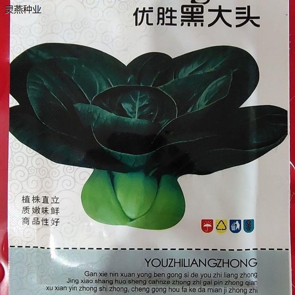 黑大头上海青菜种子原装大叶黑叶油亮矮脚苏州青上海青菜蔬菜种籽