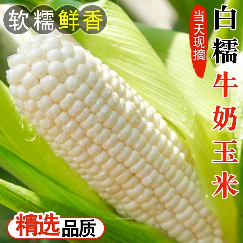 玉米新鲜糯玉米现摘非转基因笨苞米棒子2024年东北老式生黏白玉米