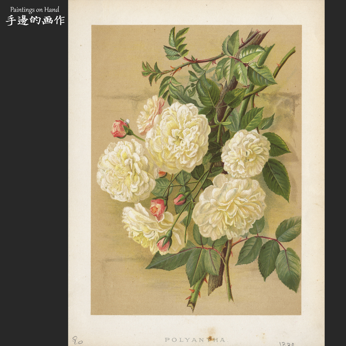 英国1880年古董套色石印版画 复古格调花卉图鉴装饰画芯/多花蔷薇
