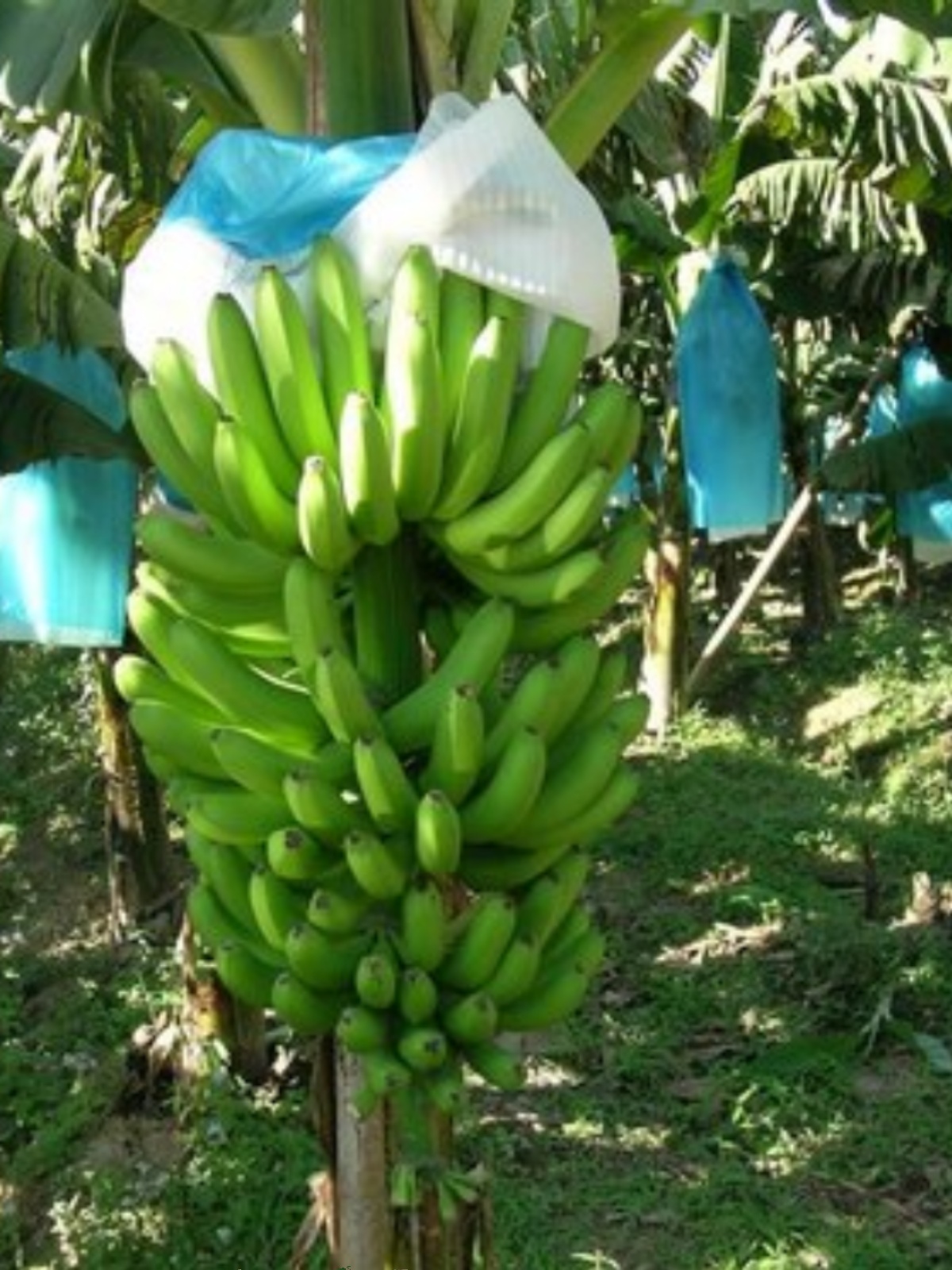 贵州自家栽种威尼斯绿皮香蕉无药水新鲜水果自然成熟现砍现发包邮
