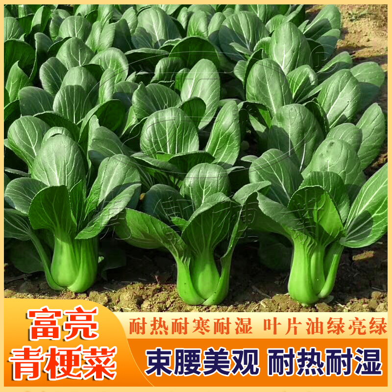 油菜种子蔬菜种籽子四季上海青包邮农家鸡毛菜种晓富富亮青梗菜籽