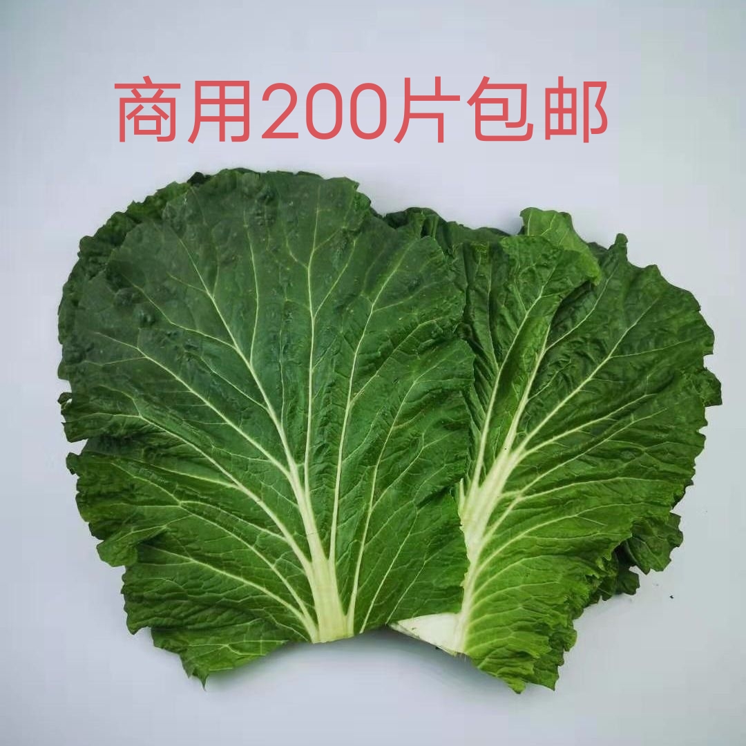 东北大白菜叶商用农家新鲜蔬菜饭包叶蘸酱菜当日采摘包邮200片