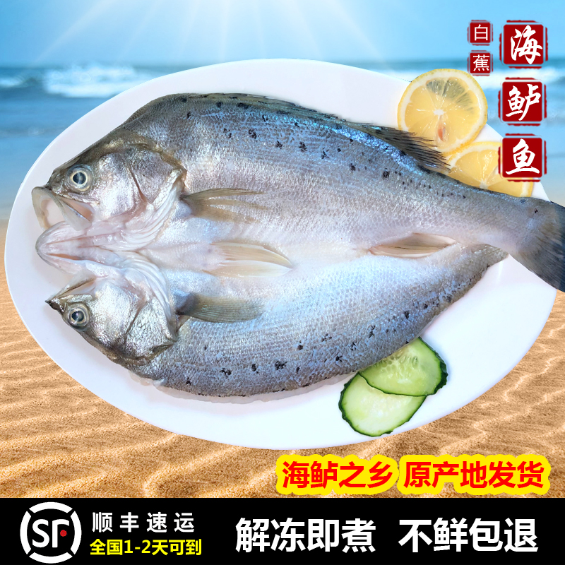 20条20斤 白蕉海鲈 新鲜冰冻海鲜鲜活调味腌制开背鱼鲈鱼顺丰包邮