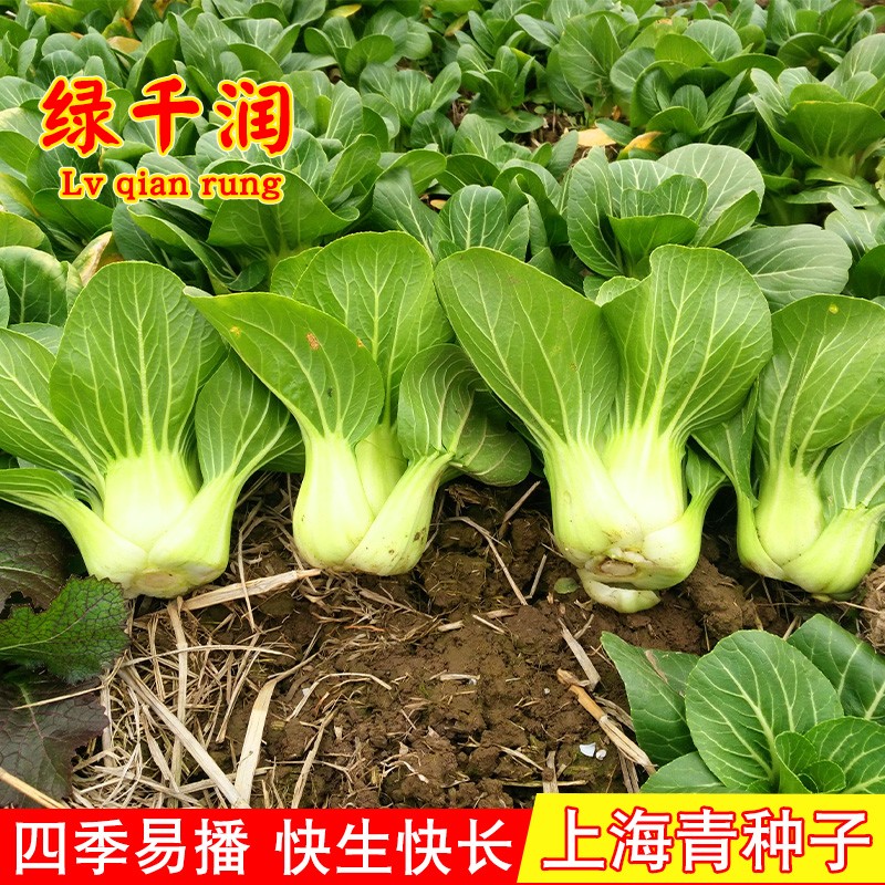上海青种子蔬菜种子四季播小青菜种子青梗阳台盆栽高产蔬菜种子孑