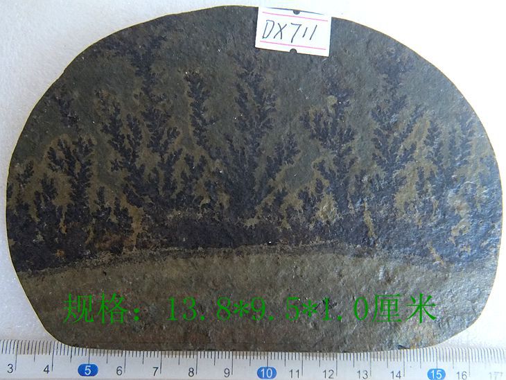 天然树枝石饰品摆放远古海藻类植物化石树枝石油渗美纹小石屏9999