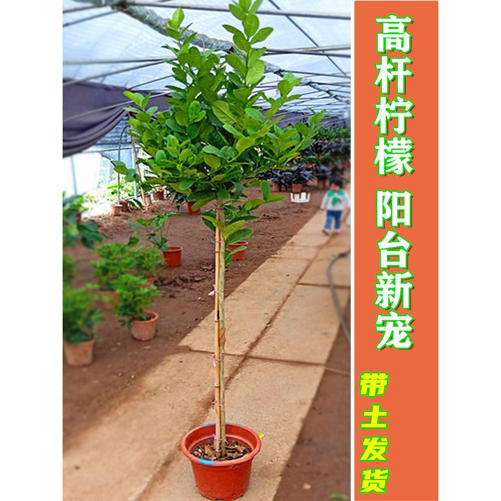 柠檬树树苗盆栽带花室内阳台果树果苗可食用北京柠檬苗柠檬树苗