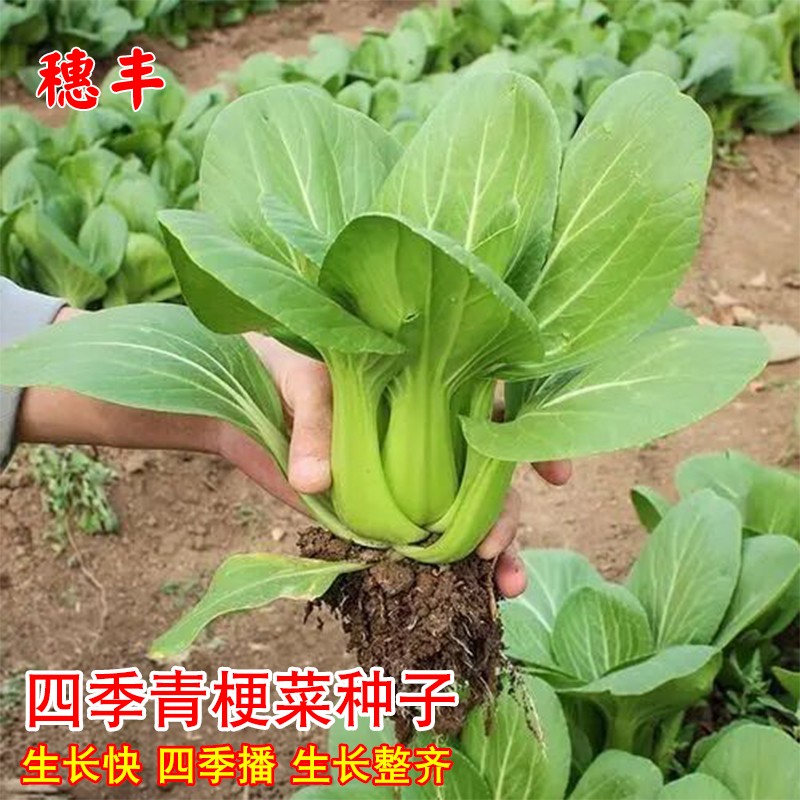 四季青梗菜种子上海青四月慢油菜籽小白菜阳台盆栽四季蔬菜种孑籽