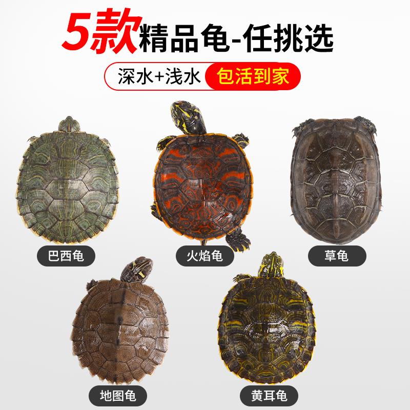 乌龟活物中华草龟深水火焰龟地图小乌龟黄耳龟巴西龟家养宠物龟