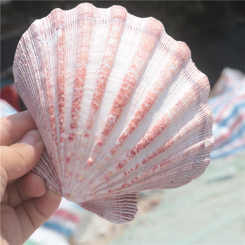 【螺贝艺】天然海螺贝壳彩色大扇贝狮爪贝水族鱼缸造景家居装饰