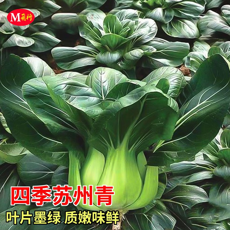 四季苏州青种籽上海青种子四季播阳台盆栽大田蔬菜种孑菜种籽子种