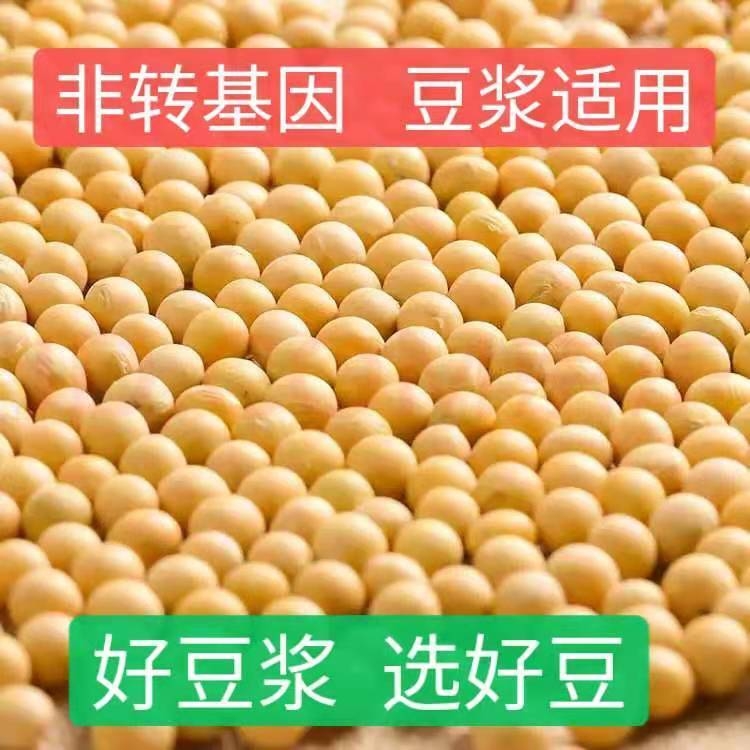 东北农家黄豆500g 新黄豆颗粒饱满 黄豆打豆浆专用黄豆多规格可选