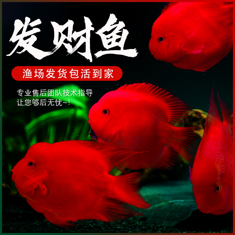 红鹦鹉鱼活鱼热带观赏鱼发财鱼风水银龙鱼淡水招财红元宝血红财神