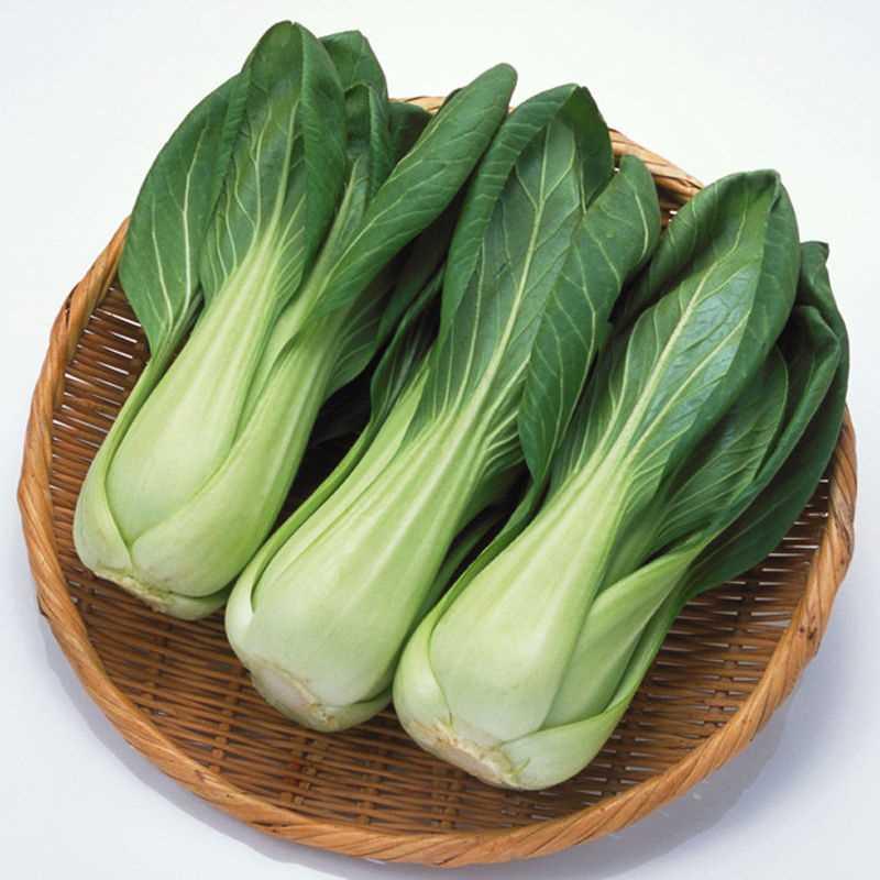上海菜矮脚蔬菜种子青籽苏州青油菜种子四季青菜阳台盆栽菜地易种