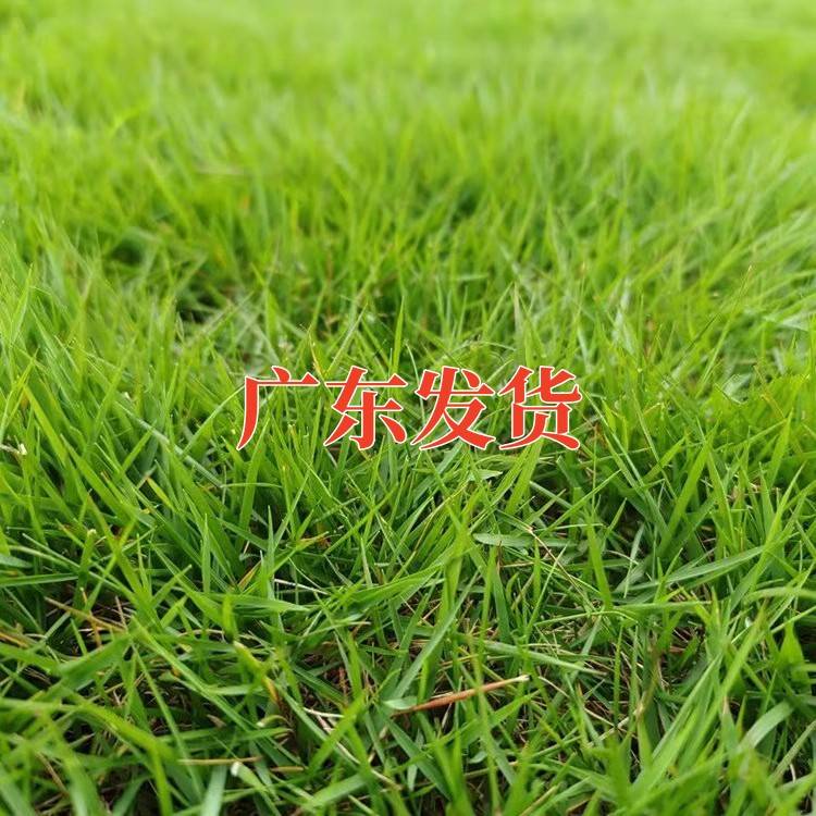 进口兰引三号草草坪种子日本矮生结缕草多年生匍匐型禾草草籽种子