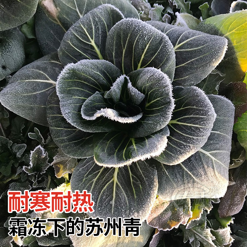 矮脚青梗菜苏州青油菜种子种籽上海青小青菜四季冬季蔬菜孑菜籽