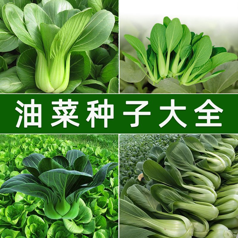 鸡毛菜菜籽种子上海青青邦苏州青油菜种籽蔬菜种孑阳台盆栽四季