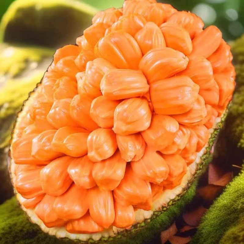 正宗泰8海南产地越南红肉昌江菠萝蜜整个新鲜热带水果当季波罗蜜