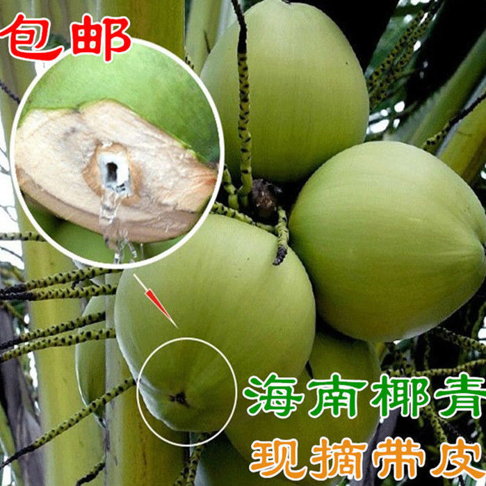 4个装海南特产青椰子新鲜当季热带水果椰皇椰宝椰青椰汁全国包邮