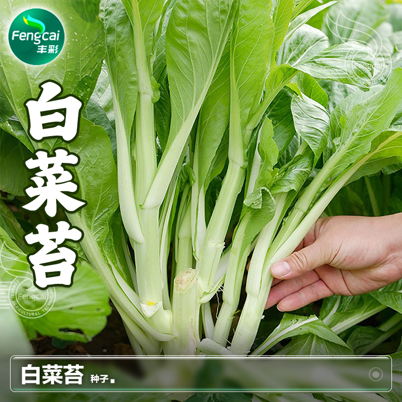 白菜苔种子广东四九白菜心种籽油菜苔菜薹秋季四季蔬菜籽种孑大全