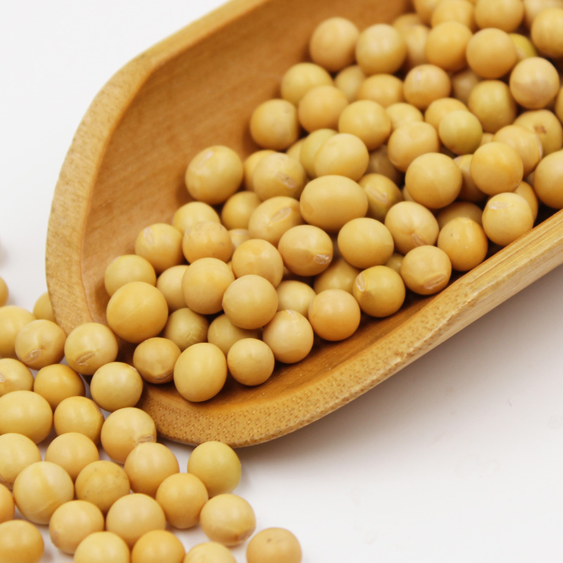硃碌科东北有机黄豆1.5kg非转基因打豆浆专用新大豆农家自种杂粮