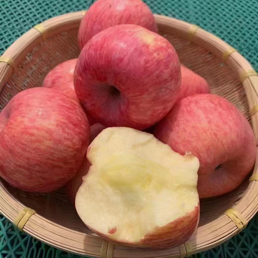 【六月来了直播】陕西延安洛川红富士苹果高原山地红富士苹果