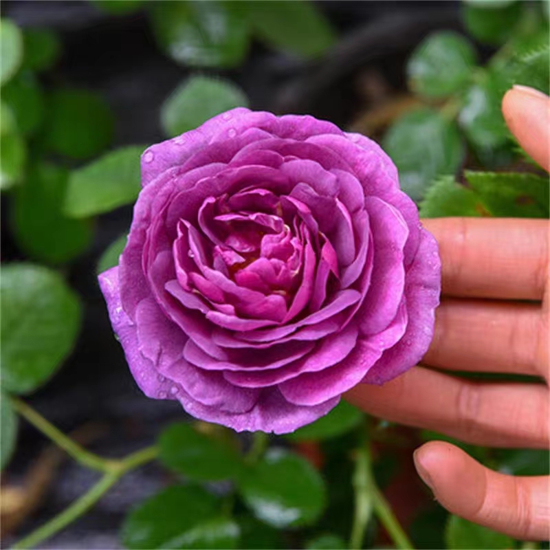 比利时大花浓香月季花苗蓝紫浓香玫瑰阳台花园花卉绿植盆栽多季开