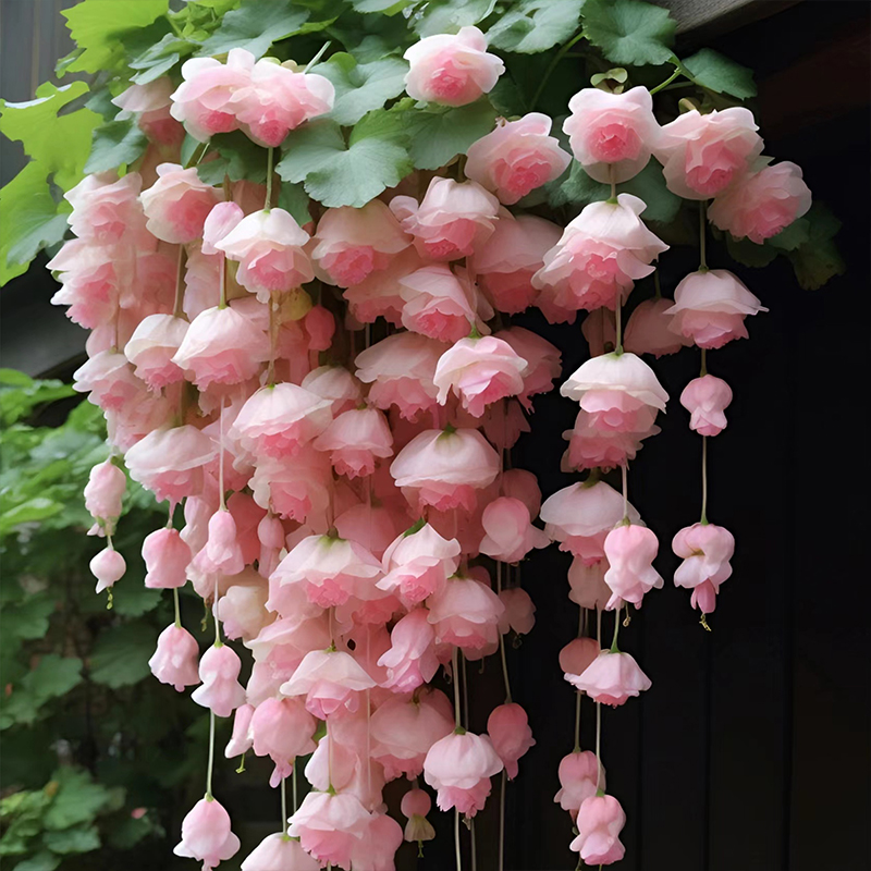 垂丝海棠花种籽子爬藤植物易活四季种开播种开花室内室外植物花卉